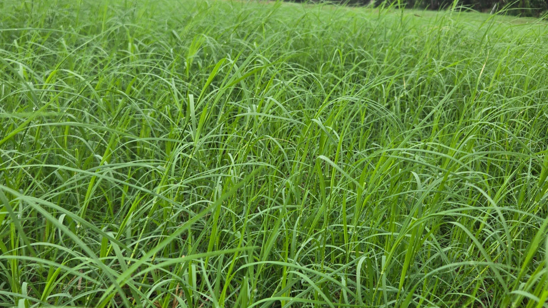 No pasture-raised chicken is eating just grass.