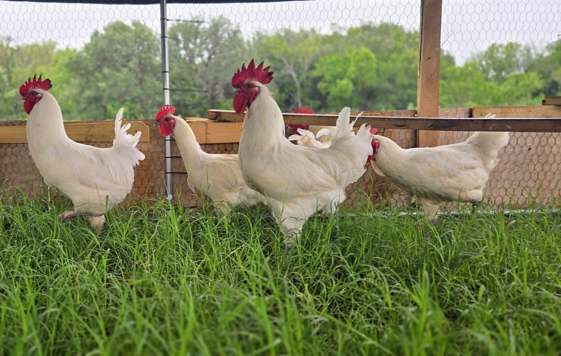 The Importance of Fermenting Feed for Monogastric Animals