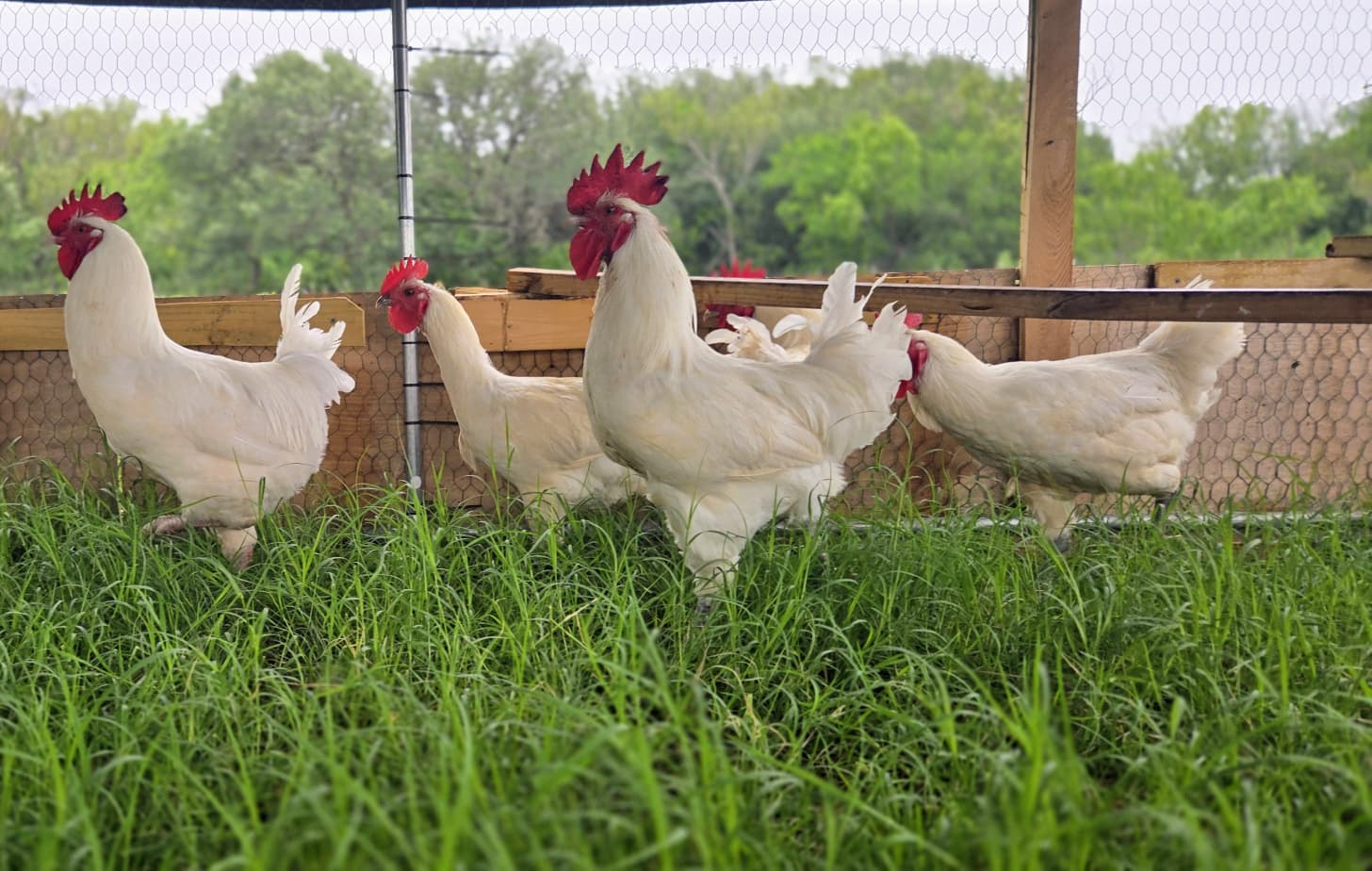 The Importance of Fermenting Feed for Monogastric Animals