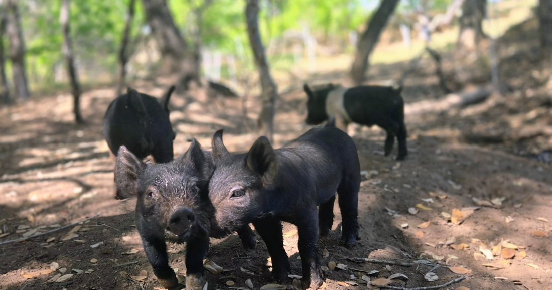The Ancestral Food Story