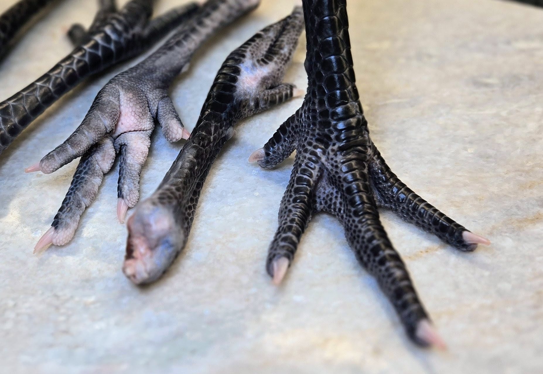 Poulet de Bresse Chicken Feet